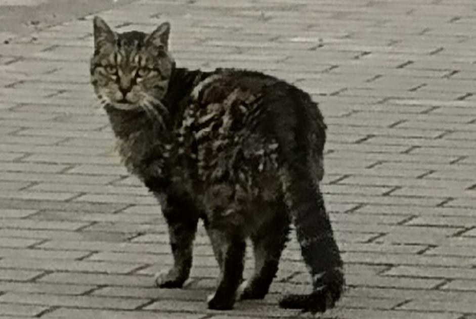 Avviso Ritrovamento Gatto Non conosciuta Courcelles Belgio