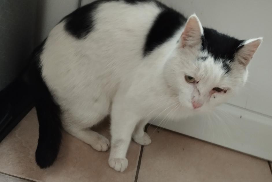 Avviso Ritrovamento Gatto Maschio Charleroi Belgio