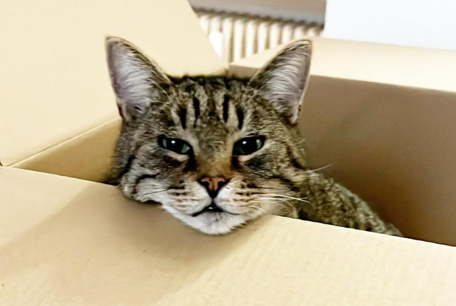 Avviso scomparsa Gatto Maschio , 12 anni Ixelles Belgio