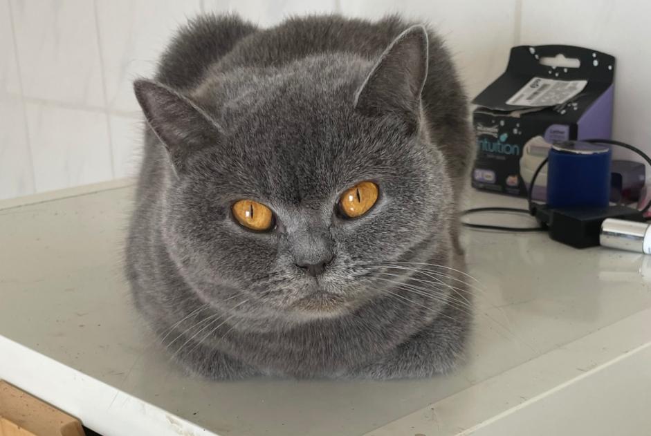 Avviso scomparsa Gatto  Femmina , 7 anni Buggenhout Belgio