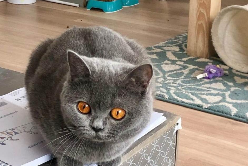 Avviso scomparsa Gatto  Femmina , 7 anni Buggenhout Belgio