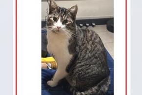 Avviso scomparsa Gatto  Maschio , 6 anni Ottignies-Louvain-la-Neuve Belgio