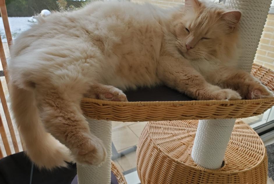 Avviso scomparsa Gatto  Maschio , 4 anni Mouscron Belgio