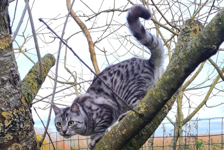 Avviso scomparsa Gatto Maschio , 2 anni Brugelette Belgio