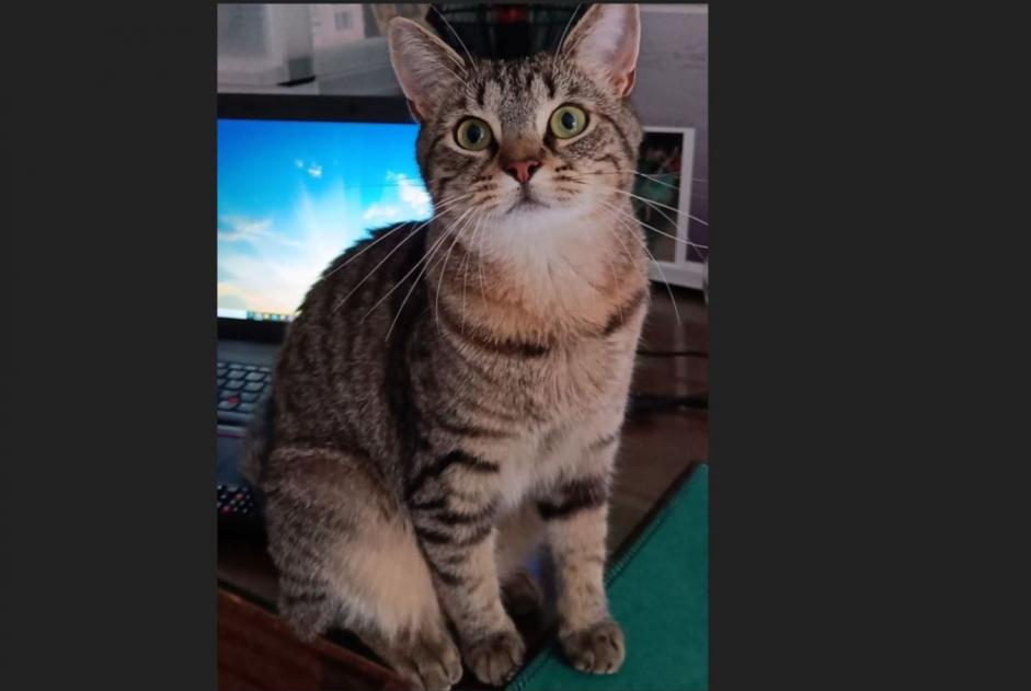 Avviso scomparsa Gatto Femmina , 4 anni Perwez Belgio