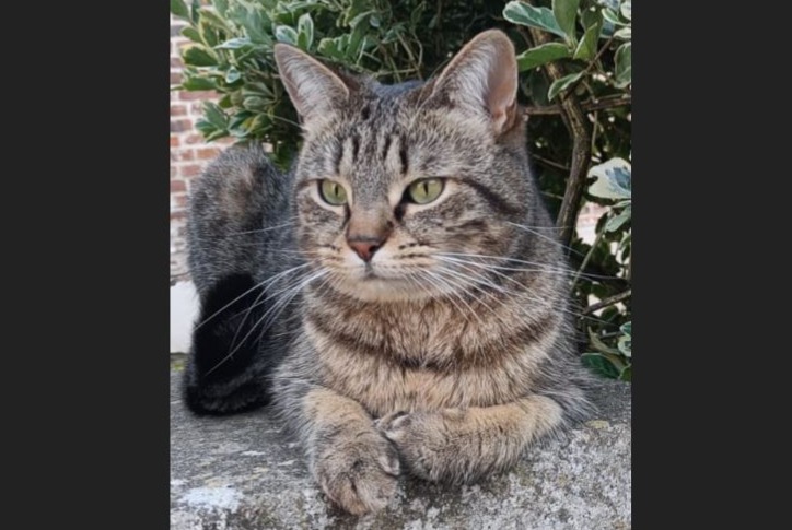 Avviso scomparsa Gatto Femmina , 4 anni Perwez Belgio