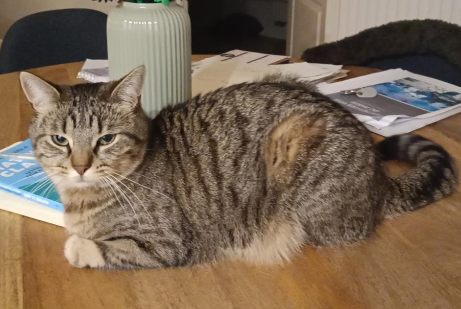 Avviso scomparsa Gatto Femmina , 4 anni Perwez Belgio