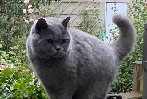 Avviso scomparsa Gatto  Femmina , 6 anni Namur Belgio