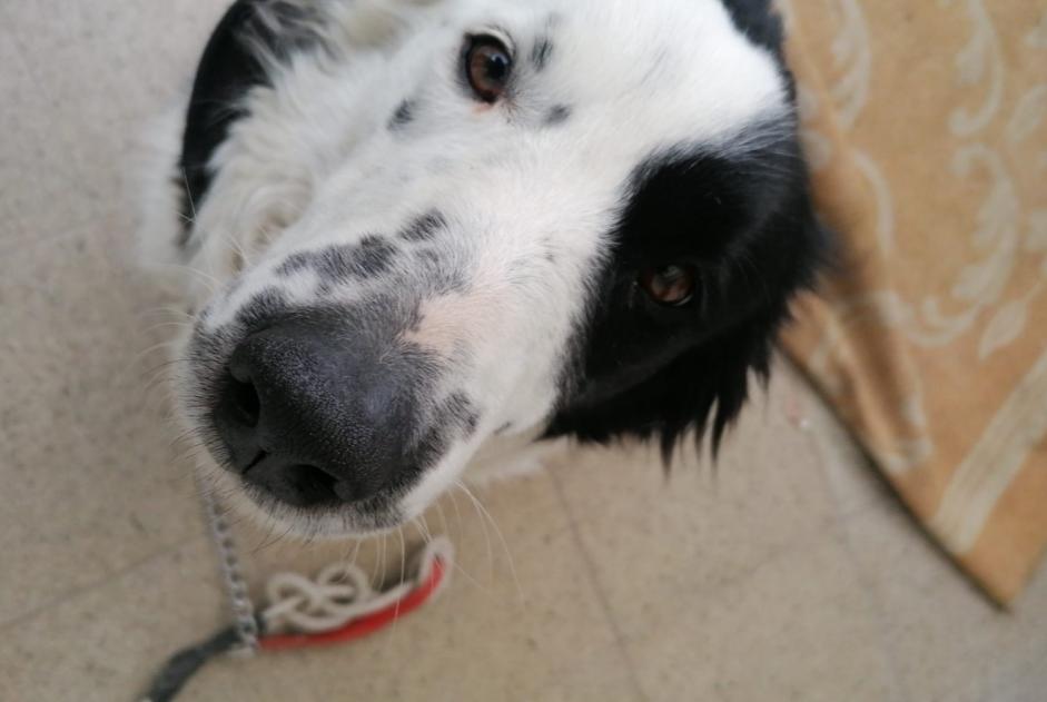 Avviso scomparsa Cane  Femmina , 6 anni Lontzen Belgio