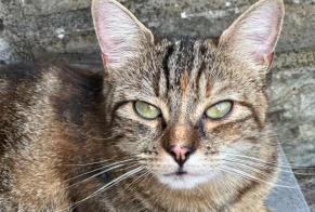 Avviso scomparsa Gatto incrocio di razze Femmina , 2 anni Seraing Belgio