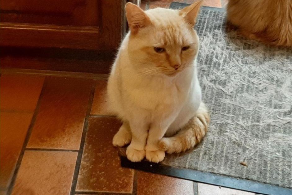 Avviso scomparsa Gatto incrocio di razze Maschio , 3 anni Quévy Belgio