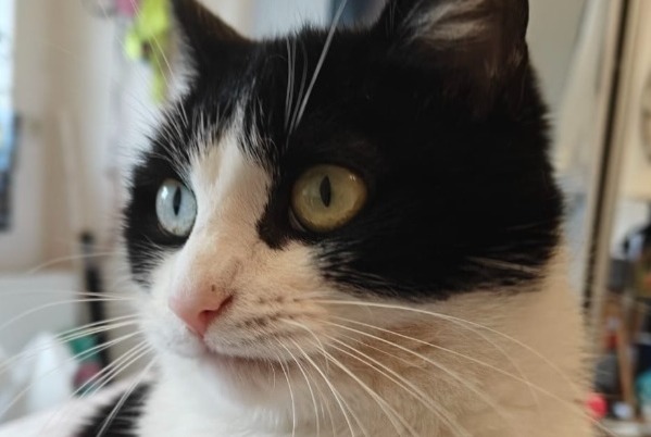 Avviso scomparsa Gatto Femmina , 4 anni Wavre Belgio