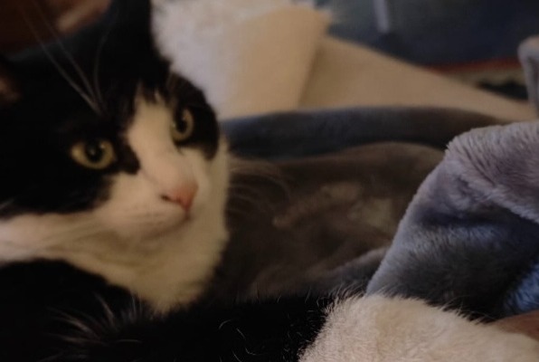 Avviso scomparsa Gatto Femmina , 4 anni Wavre Belgio