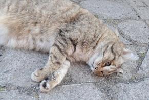 Avviso Ritrovamento Gatto Non conosciuta Charleroi Belgio