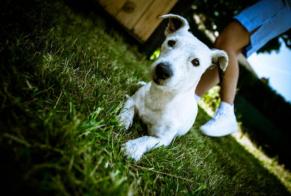 Avviso scomparsa Cane  Femmina , 7 anni Mons Belgio