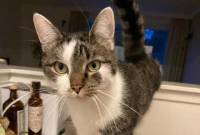 Avviso scomparsa Gatto  Maschio , 4 anni Mechelen Belgio
