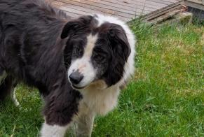 Avviso Ritrovamento Cane  Non conosciuta Villers-le-Bouillet Belgio