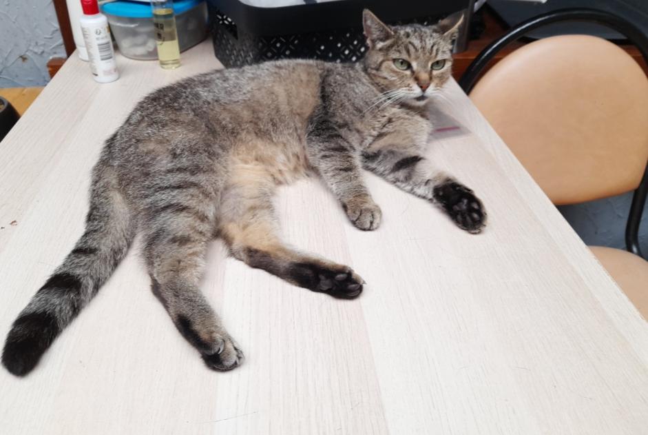 Avviso scomparsa Gatto Femmina , 11 anni Mons Belgio