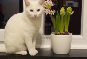Avviso scomparsa Gatto Femmina , 3 anni Manage Belgio