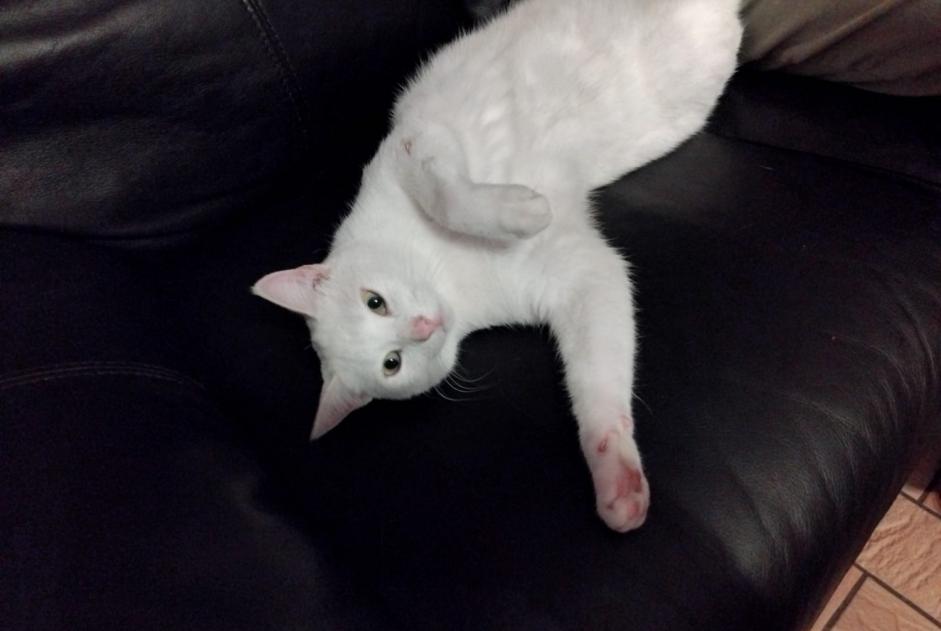 Avviso scomparsa Gatto Femmina , 3 anni Manage Belgio