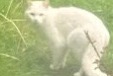Avviso Ritrovamento Gatto Non conosciuta Kelmis Belgio