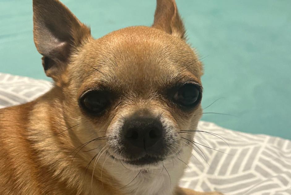 Avviso scomparsa Cane  Maschio , 10 anni Dour Belgio