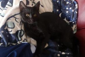 Avviso scomparsa Gatto Femmina , 3 anni Tubize Belgio