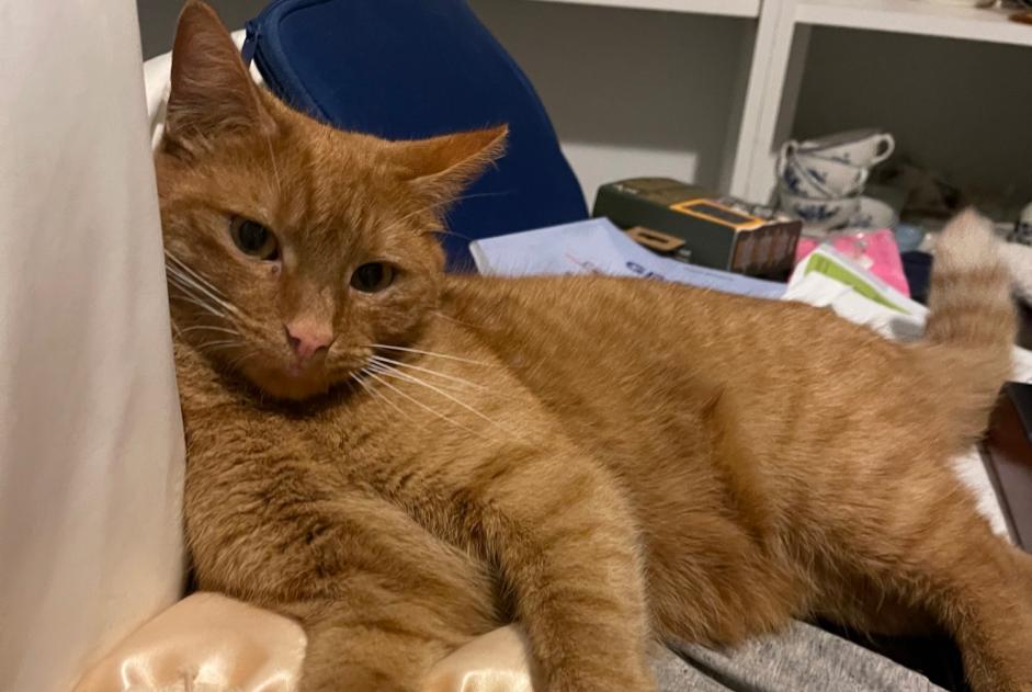 Gatto Smarrito a Beersel (Brabant flamand, Belgio)  - allerta scoperta Pet Alert n. 359812