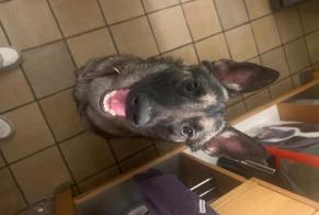 Fundmeldung Hond  Weiblech Châtelet Belgique