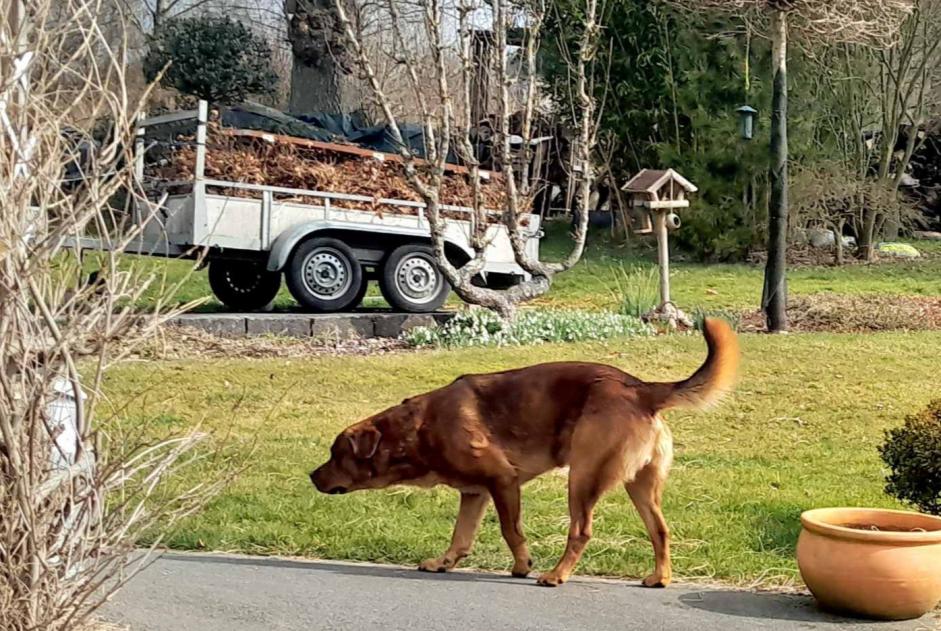 Ontdekkingsalarm Hond Mannetje Stoumont België