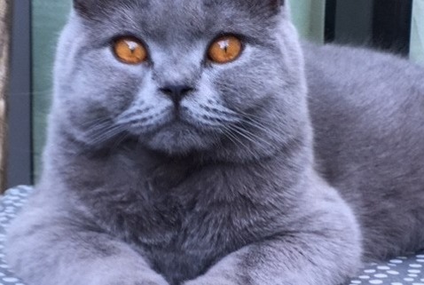 Verdwijningsalarm Kat  Vrouwtje , 6 jaar Namur België