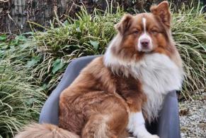 Verdwijningsalarm Hond  Mannetje , 4 jaar Sombreffe België