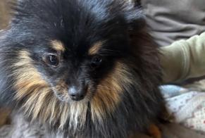 Ontdekkingsalarm Hond  Vrouwtje Châtelet België