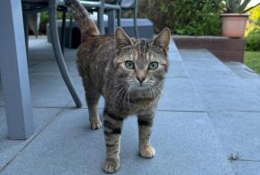 Ontdekkingsalarm Kat Onbekend Grez-Doiceau België