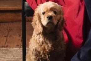 Verdwijningsalarm Hond  Mannetje , 5 jaar Ciney België