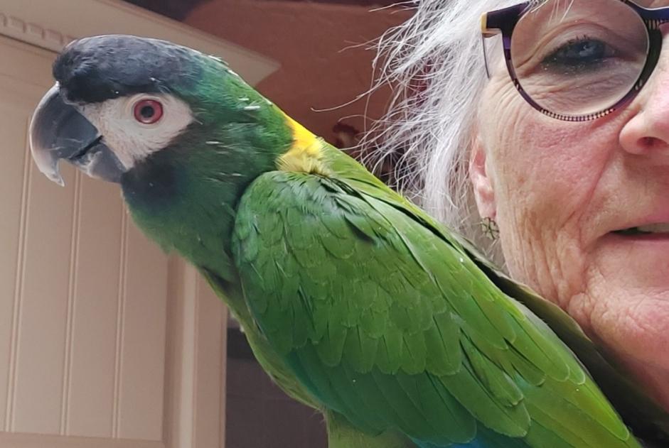 Vogel Vermist in Dinant (Namen, België)  - Verdwijning Pet Alert melding nr. 368896