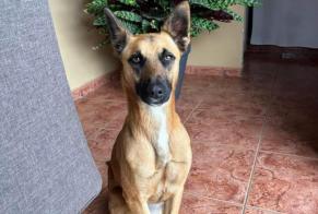 Alerta desaparecimento Cão  Macho , 1 anos Pont-à-Celles Belgium