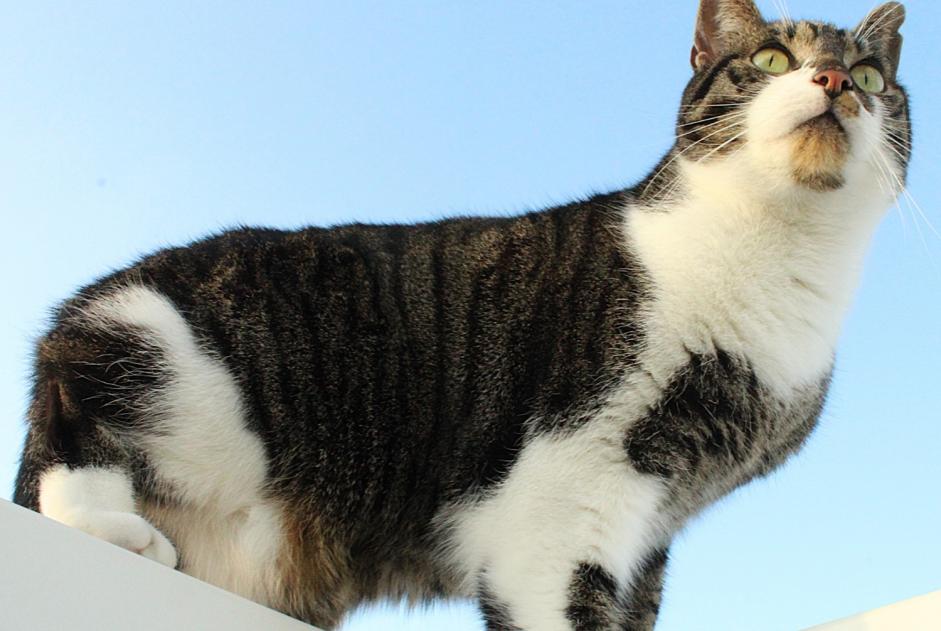 Alerta desaparecimento Gato  Macho , 4 anos Braine-le-Comte Belgium