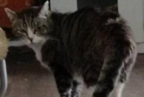 Alerta descoberta Gato cruzamento Macho Jalhay Belgium