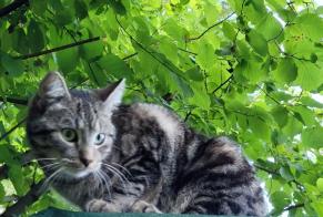 Alerta desaparecimento Gato cruzamento Macho , 1 anos Ottignies-Louvain-la-Neuve Belgium