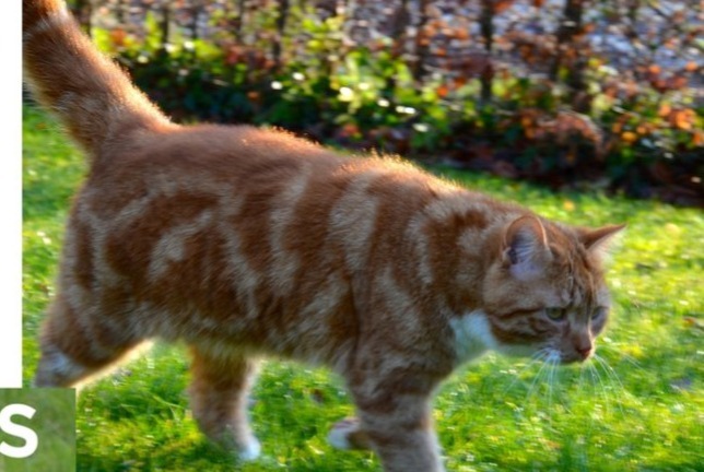 Alerta desaparecimento Gato cruzamento Macho , 13 anos Rhode-Saint-Genèse Belgium