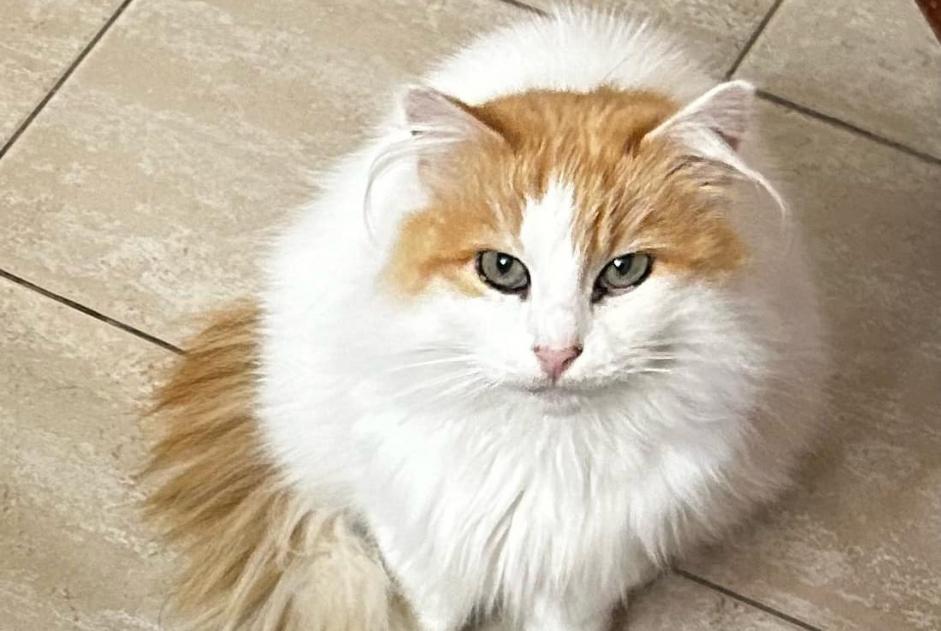 Alerta desaparecimento Gato cruzamento Fêmea , 8 anos Florennes Belgium