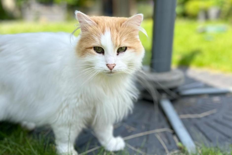 Alerta desaparecimento Gato cruzamento Fêmea , 8 anos Florennes Belgium