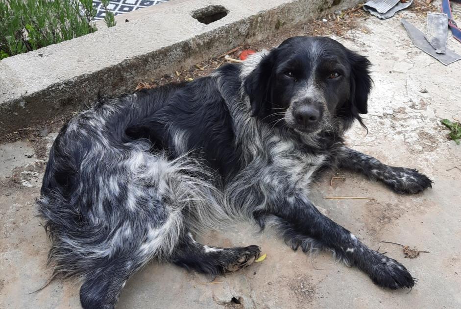 Alerta desaparecimento Cão  Fêmea , 5 anos Comines-Warneton Belgium