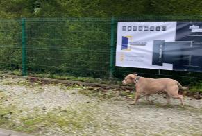 Alerta descoberta Cão Desconhecido Ham-sur-Heure-Nalinnes Belgium