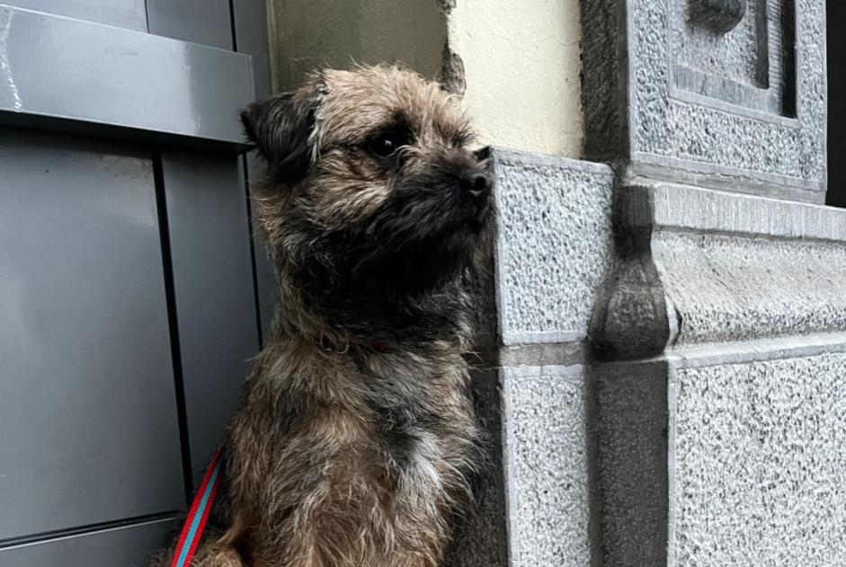 Alerta desaparecimento Cão  Macho , 1 anos Bruxelles Belgium