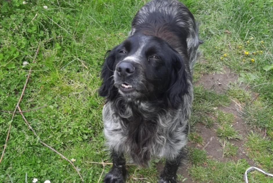 Alerta desaparecimento Cão  Fêmea , 3 anos Comines-Warneton Belgium