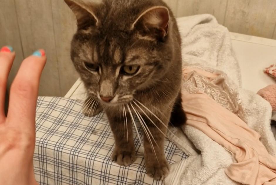 Alerta desaparecimento Gato  Fêmea , 7 anos La Louvière Belgium