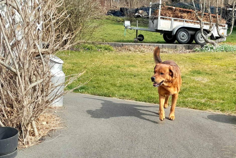 Alerta descoberta Cão Macho Stoumont Belgium