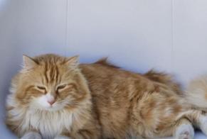Alerta desaparecimento Gato cruzamento Macho , 4 anos Binche Belgium